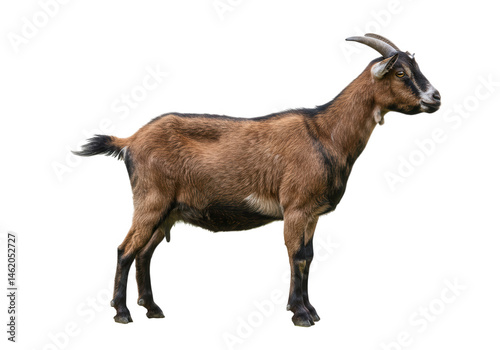 Profile view of a brown goat standing against isolated on transparent background