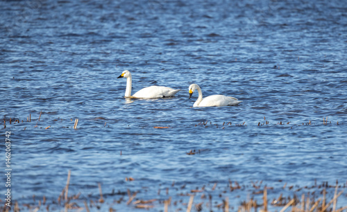 Fototapeta Naklejka Na Ścianę i Meble -  Two white swans gliding effortlessly across calm blue lake waters