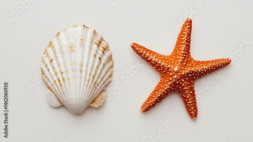 Minimal seashell and starfish arrangement on a white background