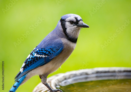 Blue Jay Perched on a Birdbath