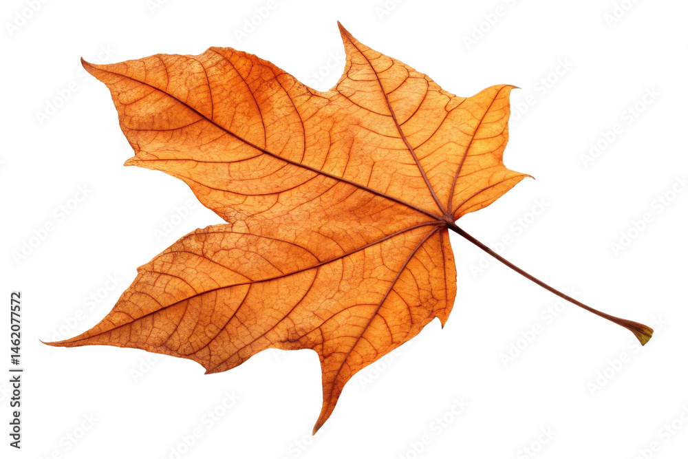 Autumn Maple Leaf with Intricate Veins on Transparent Background Autumn Maple Leaf with Intricate Veins on Transparent Background