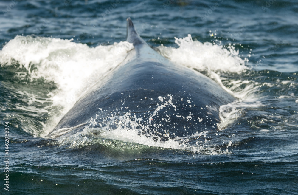 Fototapeta premium Humpback whale breaching in Monterey Bay, California. Ocean splash, marine wildlife, whale watching, nature moment, aquatic mammal, Pacific coast. Close up