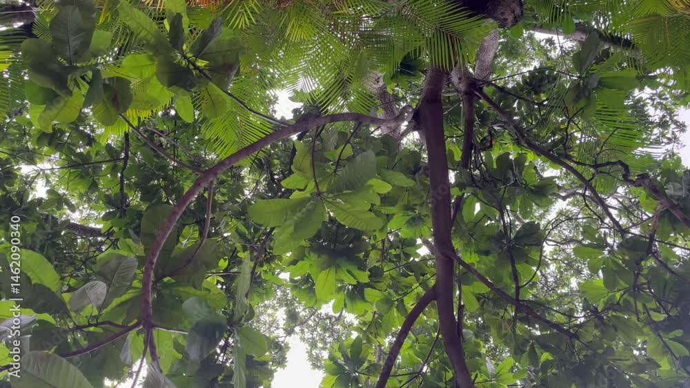 Looking up through tree canopy with rain and green leaves and branches against a bright sky