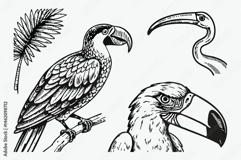 Naklejka premium 56 Detailed hand-drawn bird illustrations, black and white sketches, exotic birds, parrot, toucan, flamingo, cockatoo, intricate feather details, crosshatching technique, vintage engraving style, natu