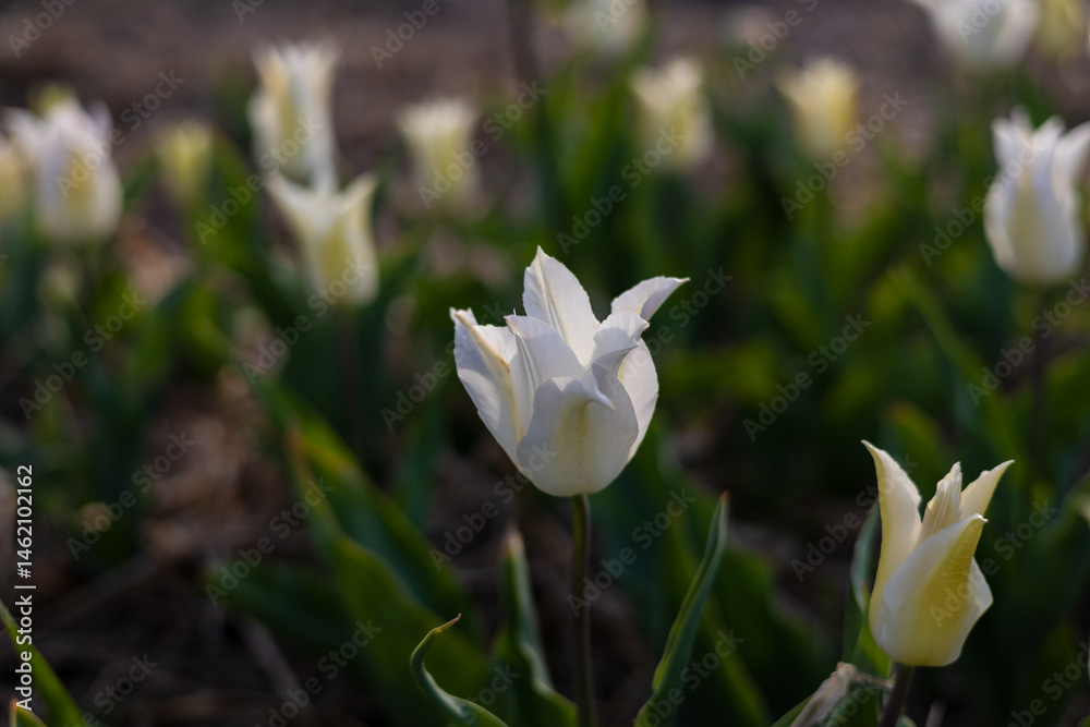 Obraz premium Delicate white tulips open their petals in a vibrant garden, basking in the golden sunlight, surrounded by fresh green leaves