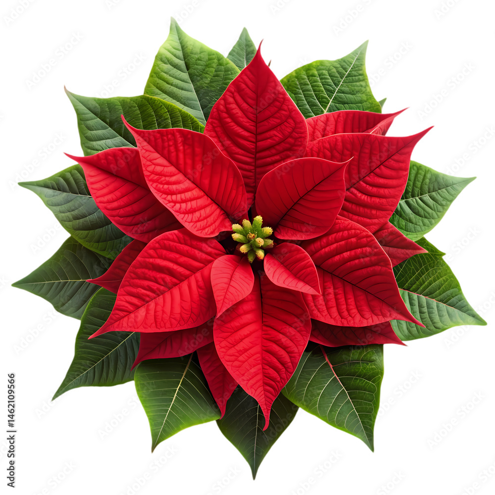 Stunning Red Poinsettia Flower Image for Christmas isolated on transparent background Stunning Red Poinsettia Flower Image for Christmas isolated on transparent background