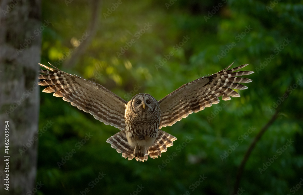 Fototapeta premium A barred owl in a Florida forest