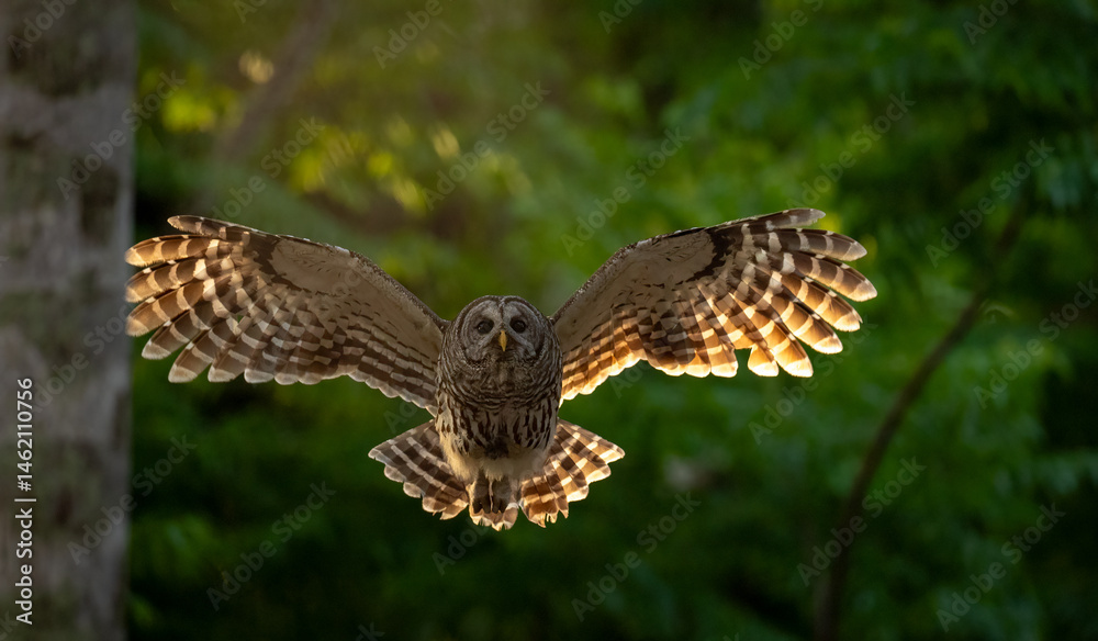 Obraz premium A barred owl in a Florida forest