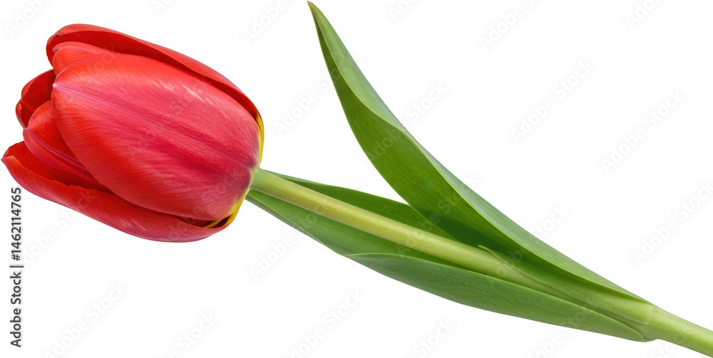 Obraz premium Vibrant red tulip flower with green stem isolated transparent background