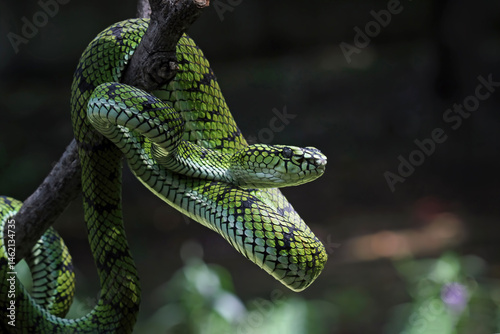 Sumatran pit viper on a branch, Trimeresurus sumatranus