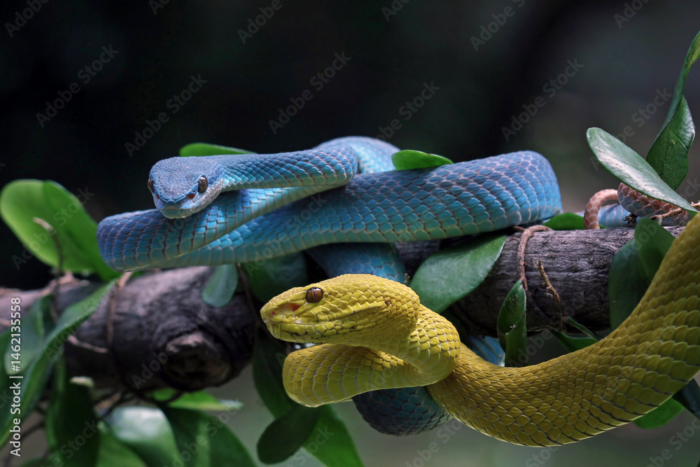 Yellow and blue white-lipped viper on a branch, Trimeresurus insularis