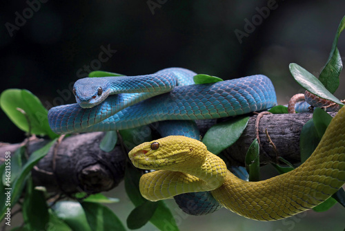 Obraz na płótnie Yellow and blue white-lipped viper on a branch, Trimeresurus insularis w salonie