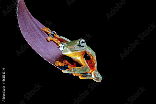 flying tree frog sitting on a leaves, close-up of java tree frogs, rhacophorus reinwardtii