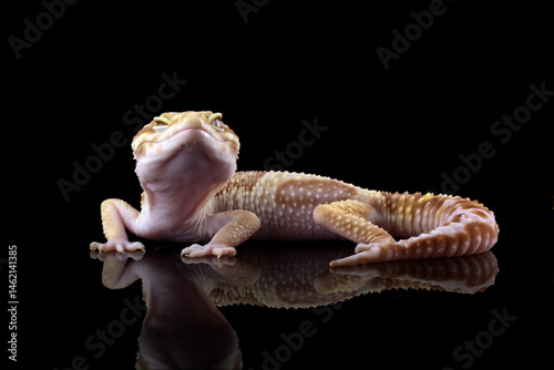 Obraz na płótnie Leopard gecko lizard isolated on black, Fat-tailed gecko eublepharis macularius w salonie