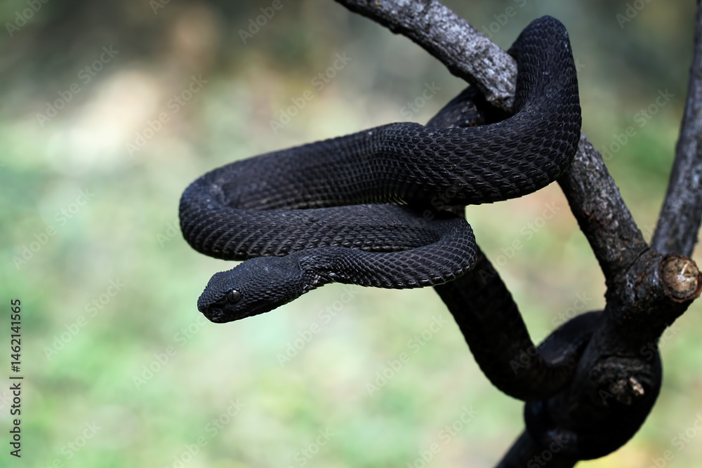 Black mangrove pit viper on a branch, Trimeresurus purpureomaculatus