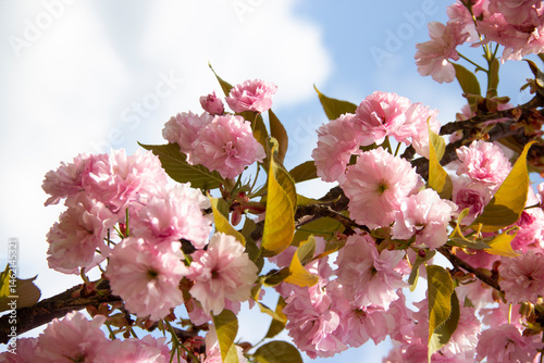 branch of pink cherry sakura blossom