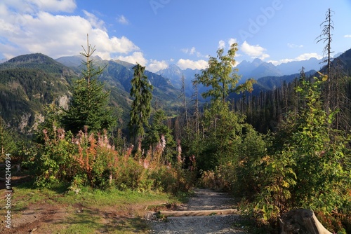 Fototapeta Naklejka Na Ścianę i Meble -  Trail from Rusinowa Polana to Palenica Bialczanska in Tatry. Tatra National Park (Tatrzanski Park Narodowy) protected nature area in Poland.