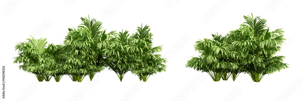 Naklejka premium grass isolated on white background
