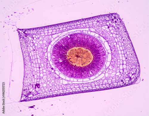 Plant Stem Cross Section Microscopic View