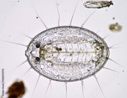 Microscopic Oval Rotifer Under Microscope
