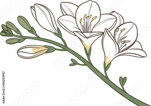 Stunning Freesia Flower Vector Art for Designers