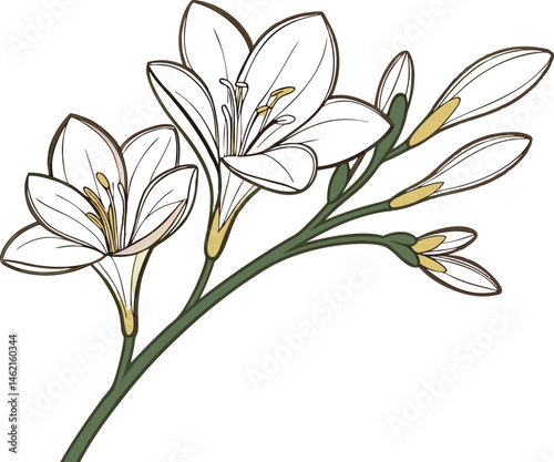 Stunning Freesia Flower Vector Art for Designers