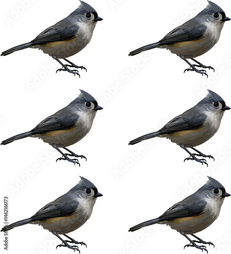 Titmouse collection of isolated on white background vector illustration. 