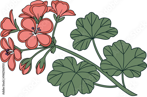 Beautiful Geranium Flower Vector Artwork for Designers