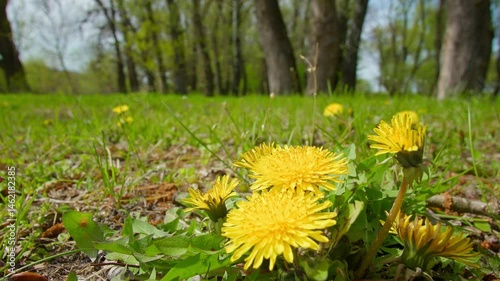 The dandelion flowers, with their breathtaking scenery of woodland and meadow in spring, are a sight to see. The verdant foliage adds to the beauty of the scene.
