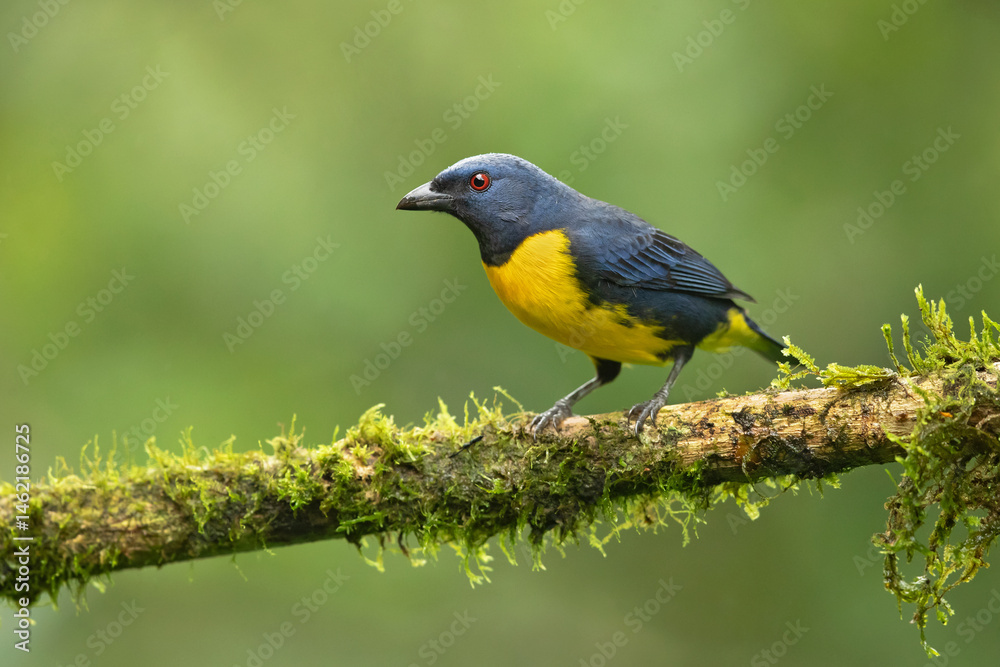 Fototapeta premium Blue-and-gold tanager (Bangsia arcaei) is a species of bird in the family Thraupidae. It is native to the Talamancan montane forests