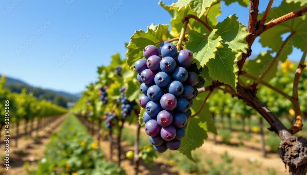 Fototapeta premium the ripe grape bursts with juiciness, releasing a sweet aroma that is reminiscent of a sunny vineyard.