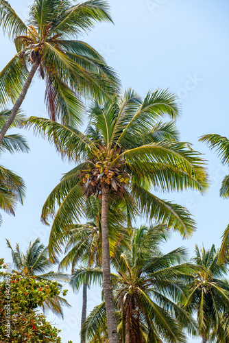 Wallpaper Mural korony palm kokosowych Torontodigital.ca