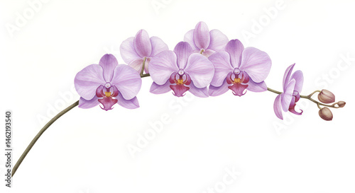 Purple Orchid Flower