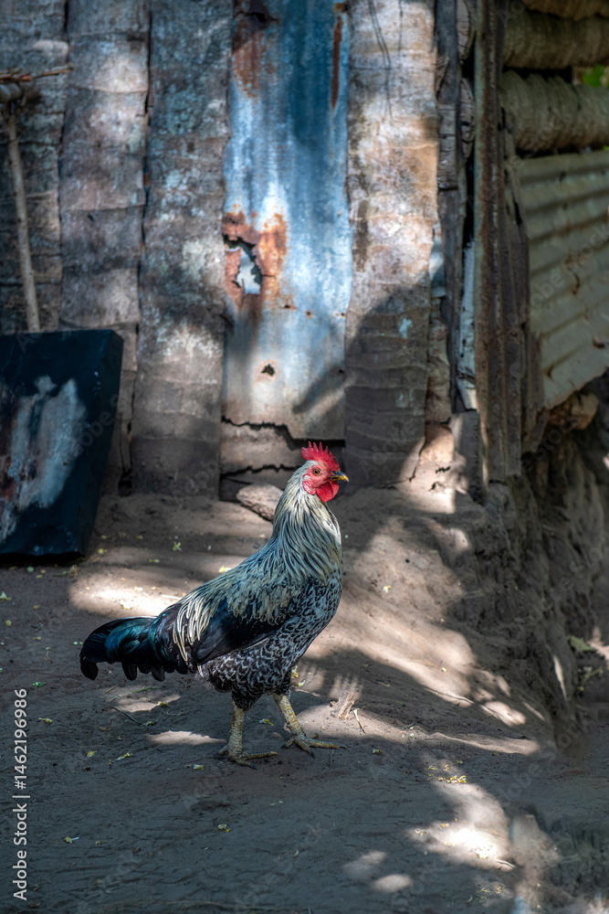 dumnie wyprostowany kogut (gallus domesticus) z kolorowymi piórami