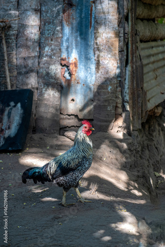 dumnie wyprostowany kogut (gallus domesticus) z kolorowymi piórami