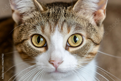 Striking close-up of a cat with captivating green eyes showcasing unique fur patterns