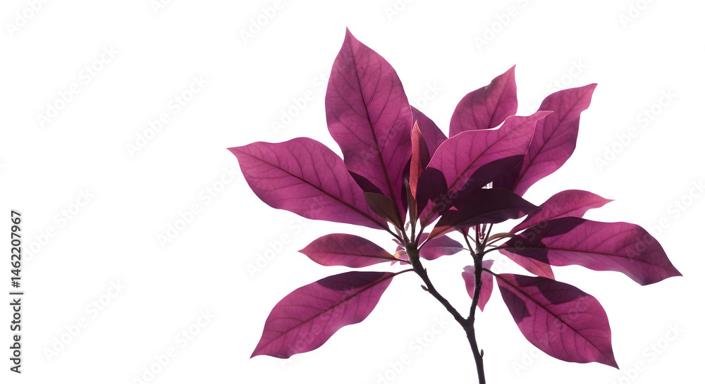 Deep magenta leaves against a black background. Rich color and texture.