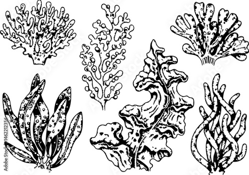 Black and white hand drawn seaweed and coral collection creates an underwater theme for design elements It's great for marine illustration projects.