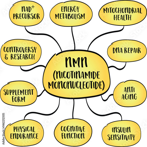 NMN is a precursor to NAD+ that supports energy production, cellular repair, and healthy aging by enhancing mitochondrial and metabolic function. Infographics mind map sketch.