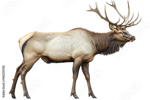 Wallpaper Mural Elk with Large Antlers Torontodigital.ca