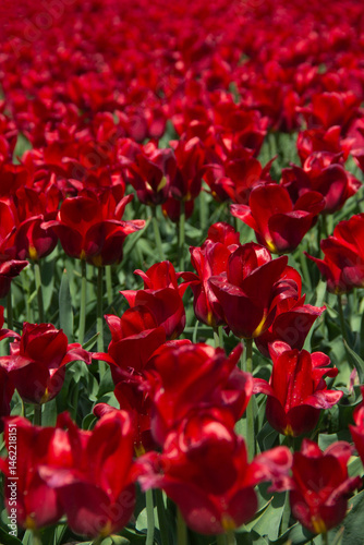 Close-up Purple tulips festival in open field in spring