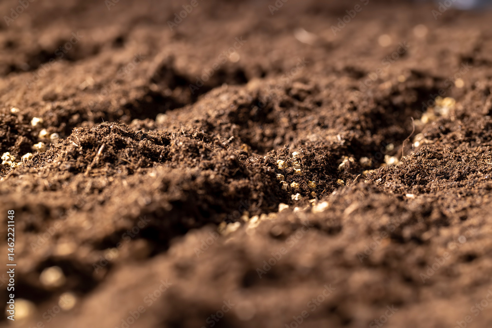 a plot of land mixed with peat in which red beet seeds are planted, closeup a plot of land mixed with peat in which red beet seeds are planted, closeup