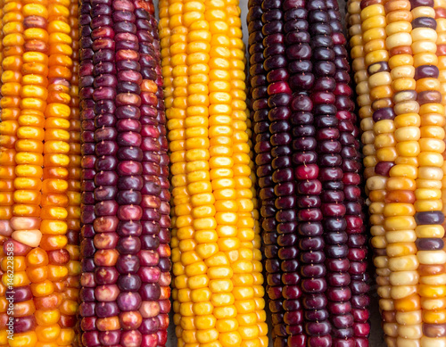 Close-up of colorful corn varieties, showcasing the agricultural richness and diversity of Ecuadorian crops.