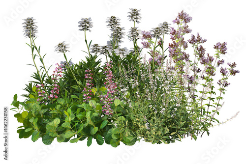 Fototapeta Colorful flowers with grasses bushes and small plants, cut out isolated backgrou