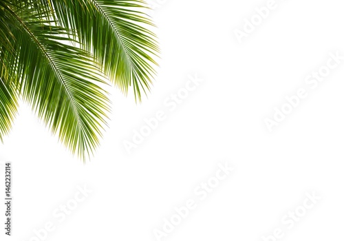 A bright white background featuring vibrant green palm fronds in the upper left corner of the frame