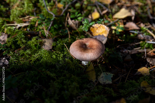 old mushrooms in the autumn forest in sunny