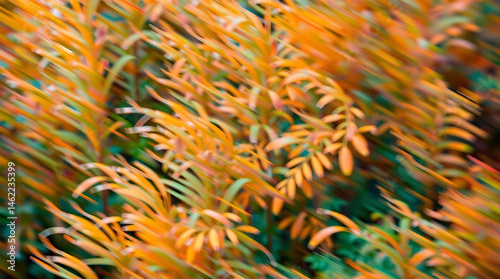 Abstract Forest with blur or hazy effect photo