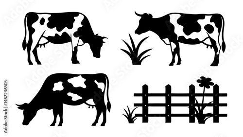 black and white cows