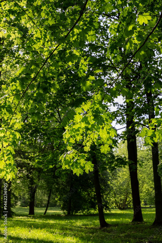 Naklejka premium the park with green foliage of trees and green grass in the daytime , close-up of the green foliage of maples