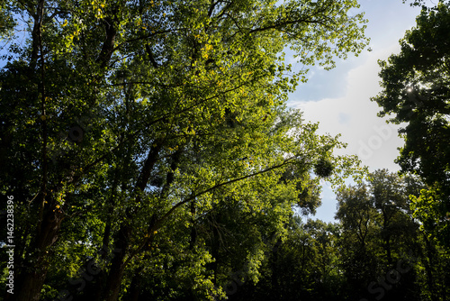 green maples at the end of summer illuminated by bright sunlight, beautiful trees in the park with bright foliage
